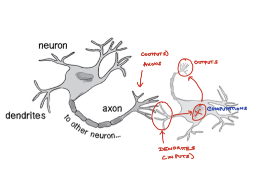 Neuronal computation