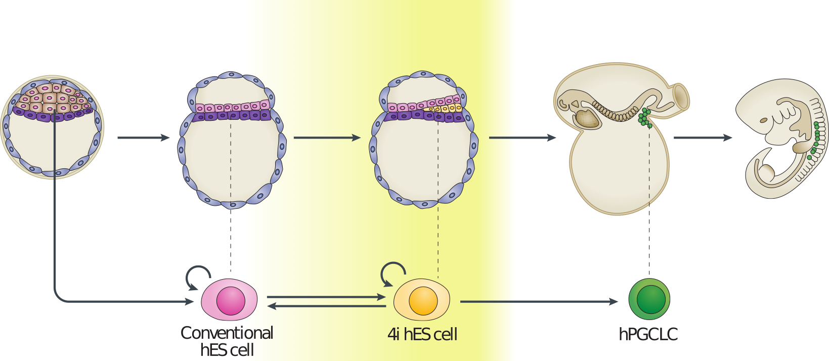 Example of early human development. Here we have measurements of cells from preimplantation embryos, embryonic stem cells, and from post-implantation primordial germ cells and somatic tissues.